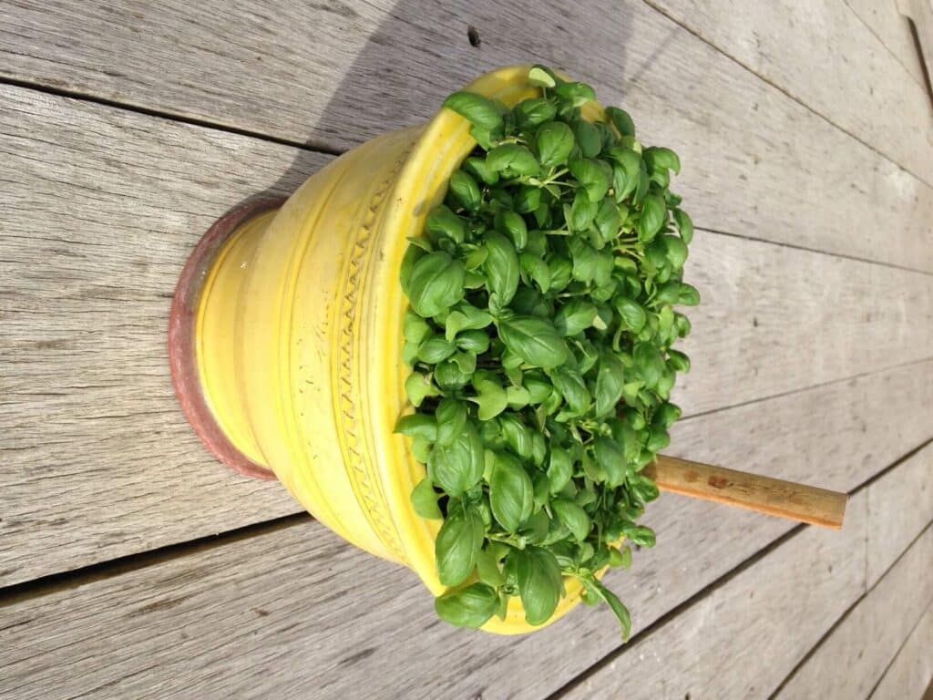 young basil seedlings