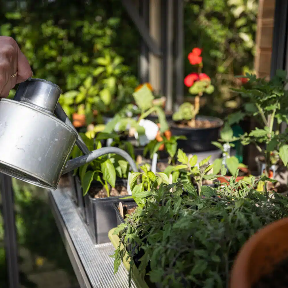 plants in greenhouse