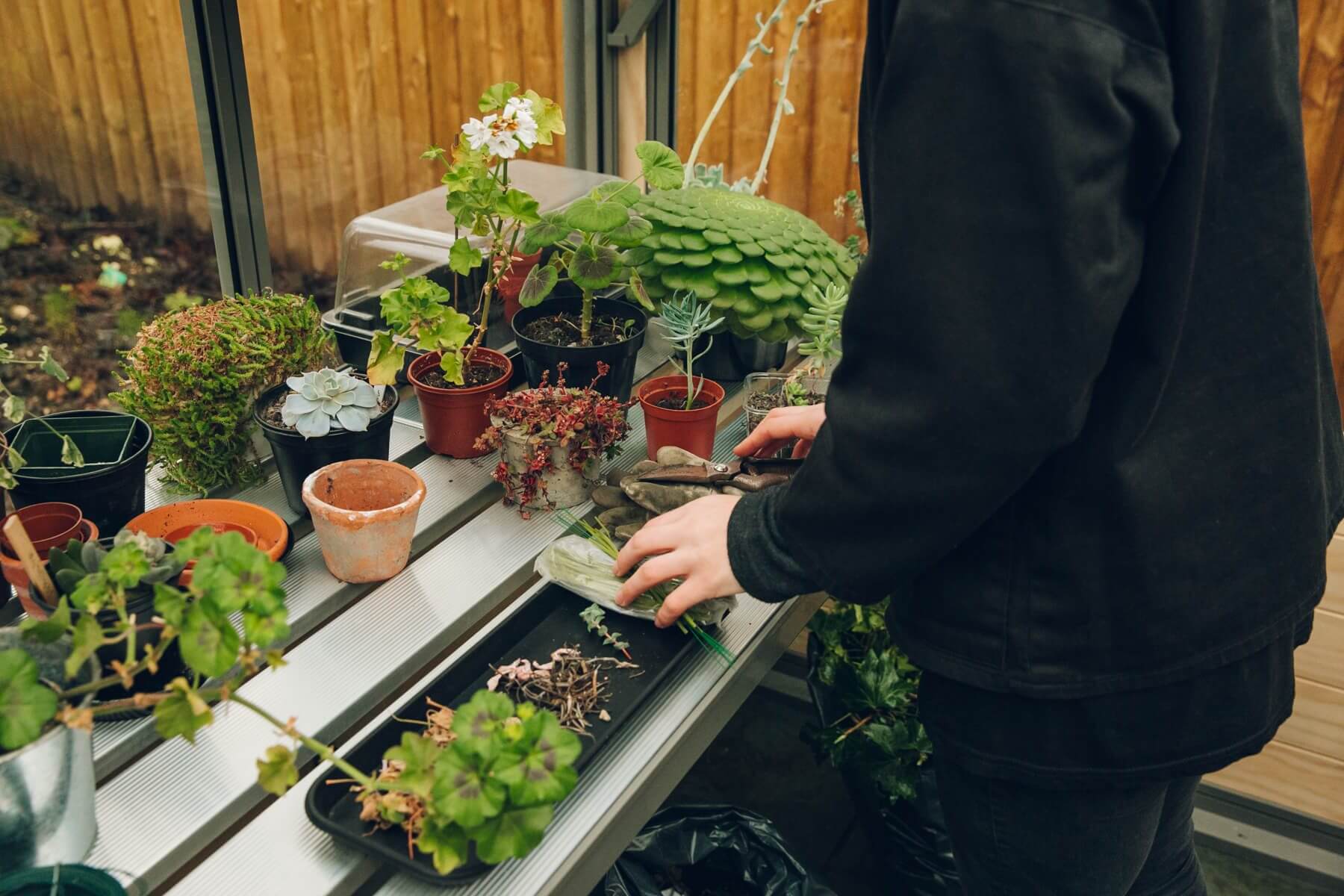 buy greenhouse